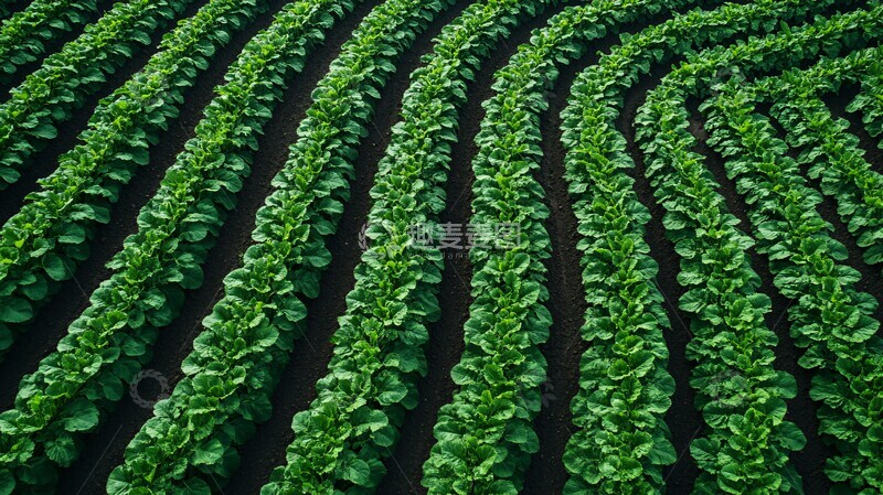 高清大图下载【趣麦麦图】农业技术创新3