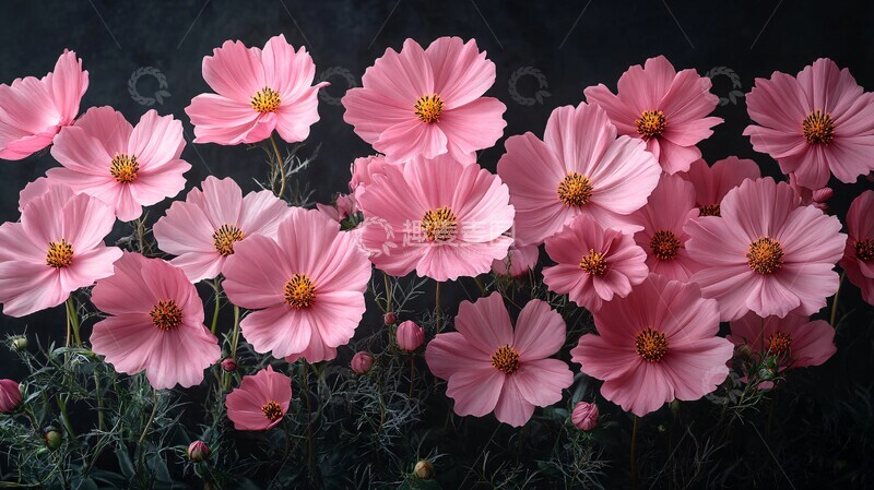 高清大图下载【趣麦麦图】粉色波斯菊排列2