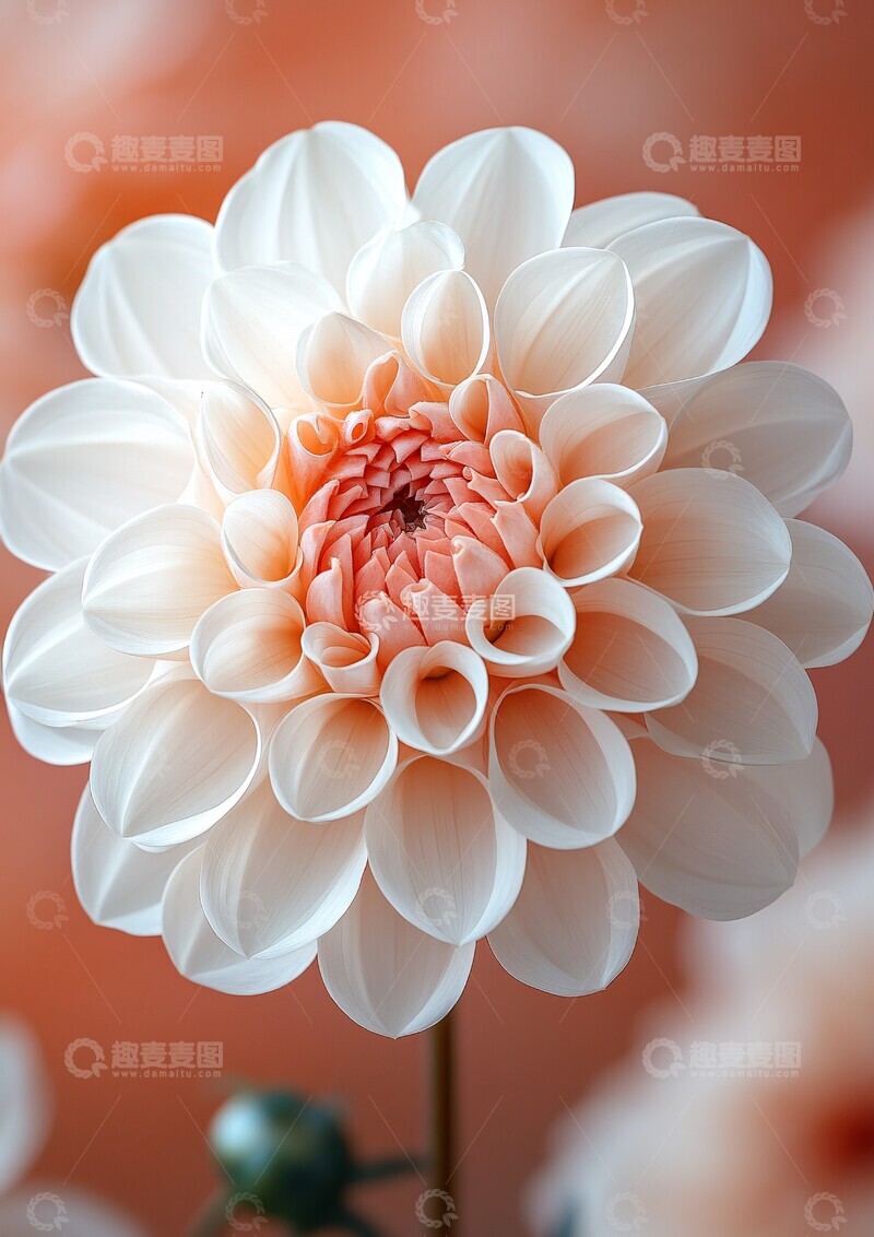 高清大图下载【趣麦麦图】白沙花影纹理背景渐变1