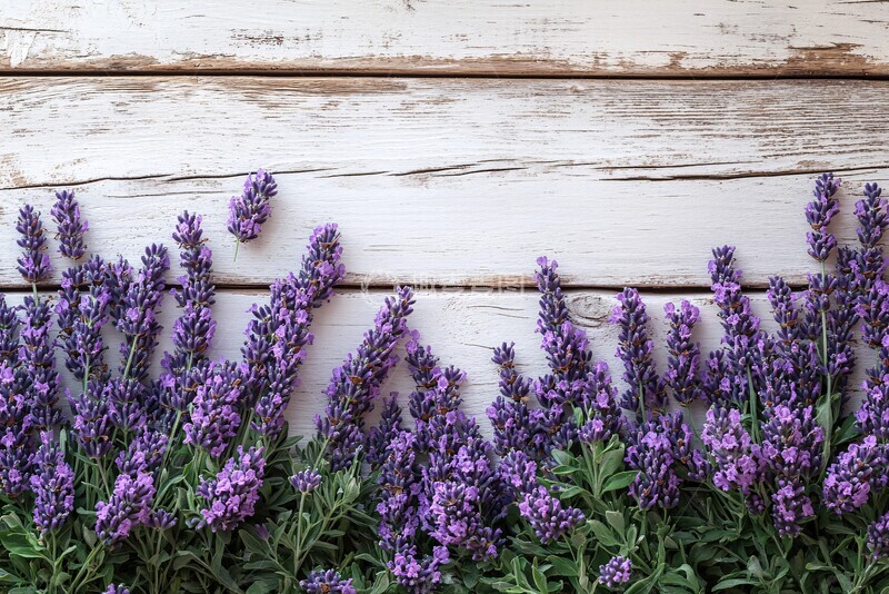高清大图下载【趣麦麦图】-白木背景薰衣草