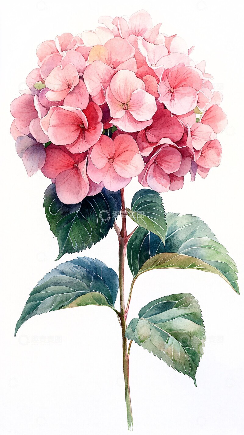 高清大图下载【趣麦麦图】粉红绣球花粉红绣球花绿色