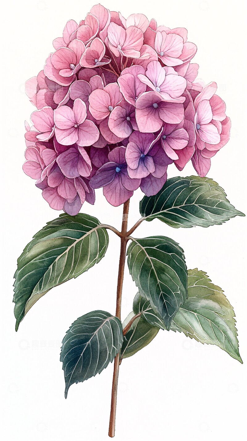 高清大图下载【趣麦麦图】粉红绣球花粉红绣球花绿色3