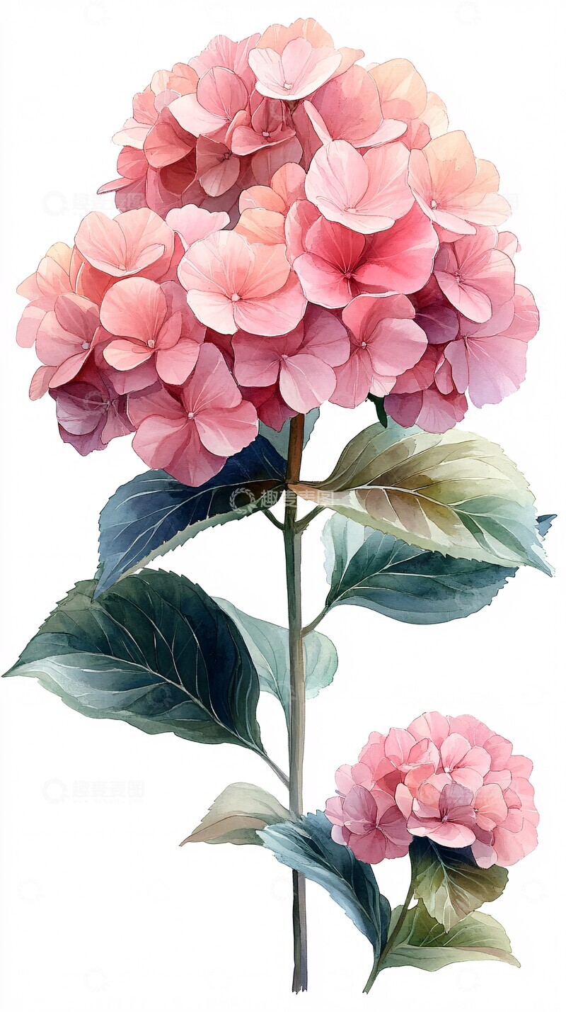 高清大图下载【趣麦麦图】粉红绣球花粉红绣球花绿色1