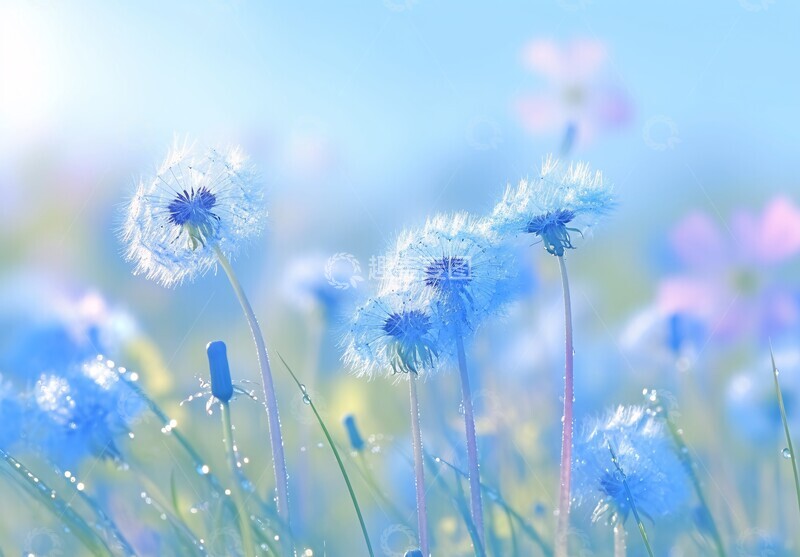 高清大图下载【趣麦麦图】水滴映花水滴背景种子3