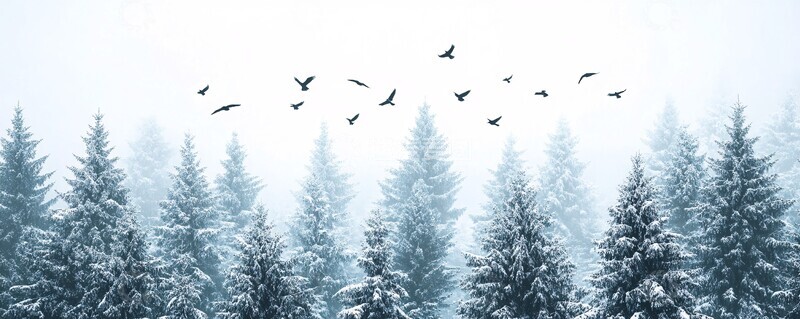 高清大图下载【趣麦麦图】雪松林中的黑鸟3