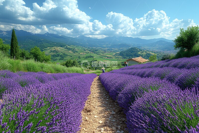 高清大图下载【趣麦麦图】薰衣草花海农耕图3