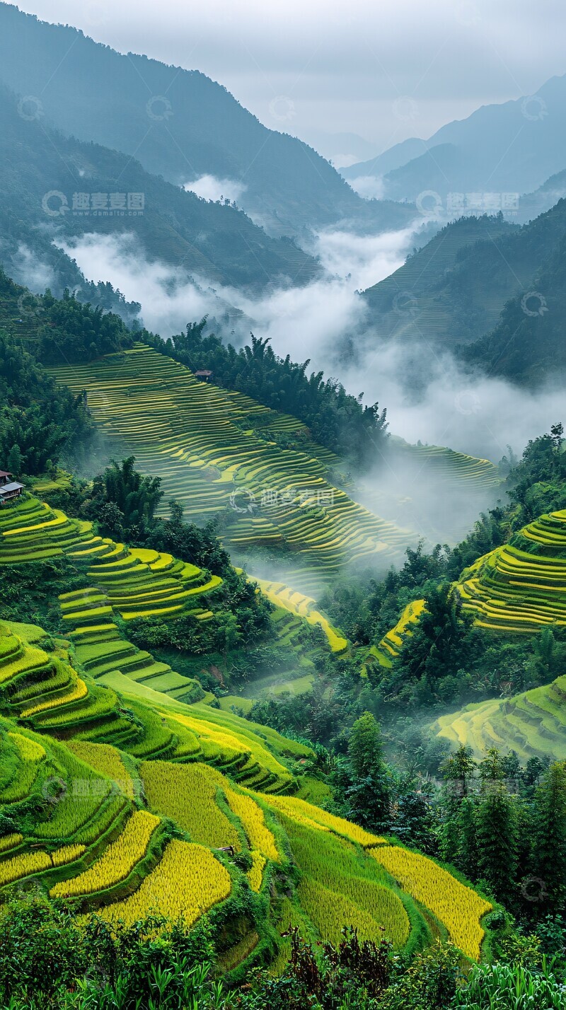 高清大图下载【趣麦麦图】梯田绿金交错3