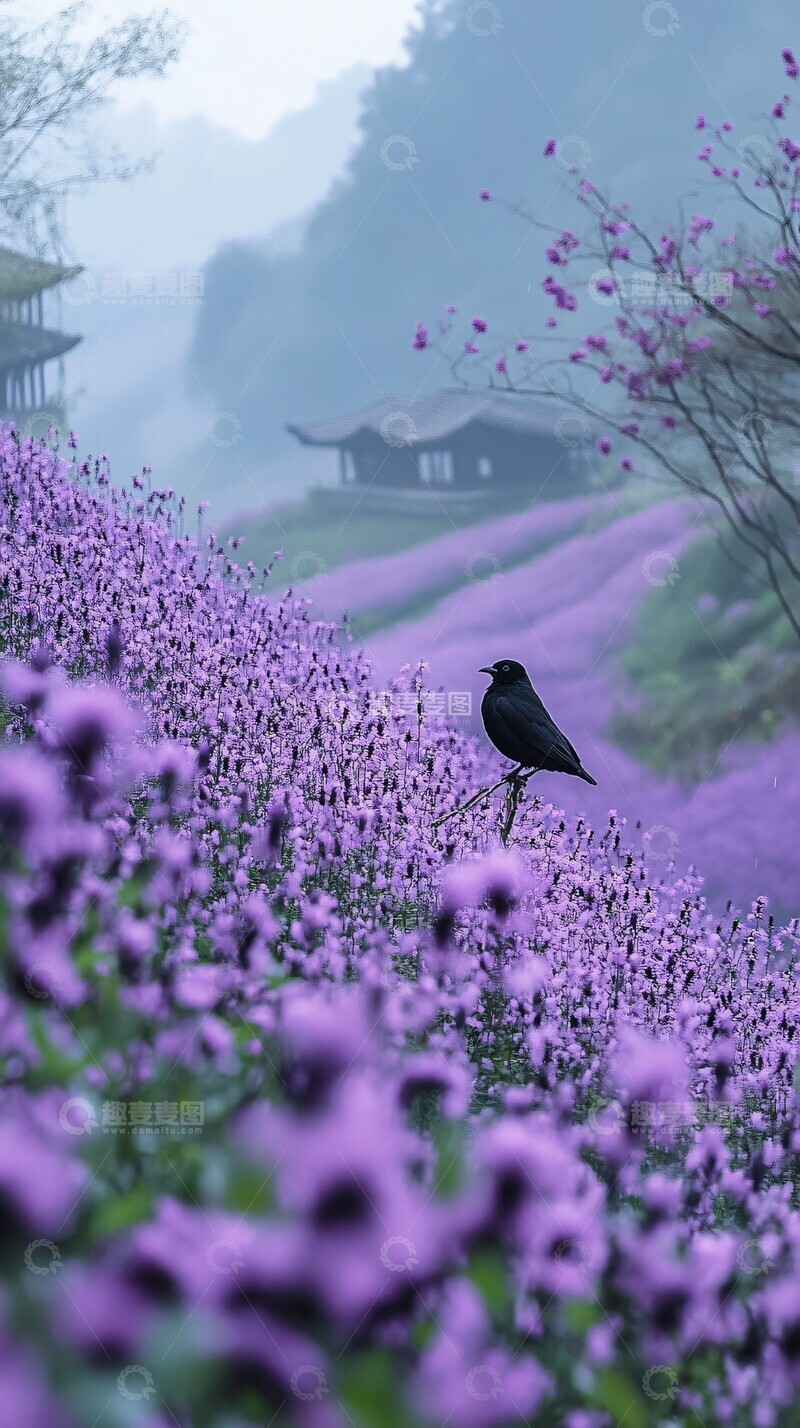 高清大图下载【趣麦麦图】紫花河畔紫花河畔田野3