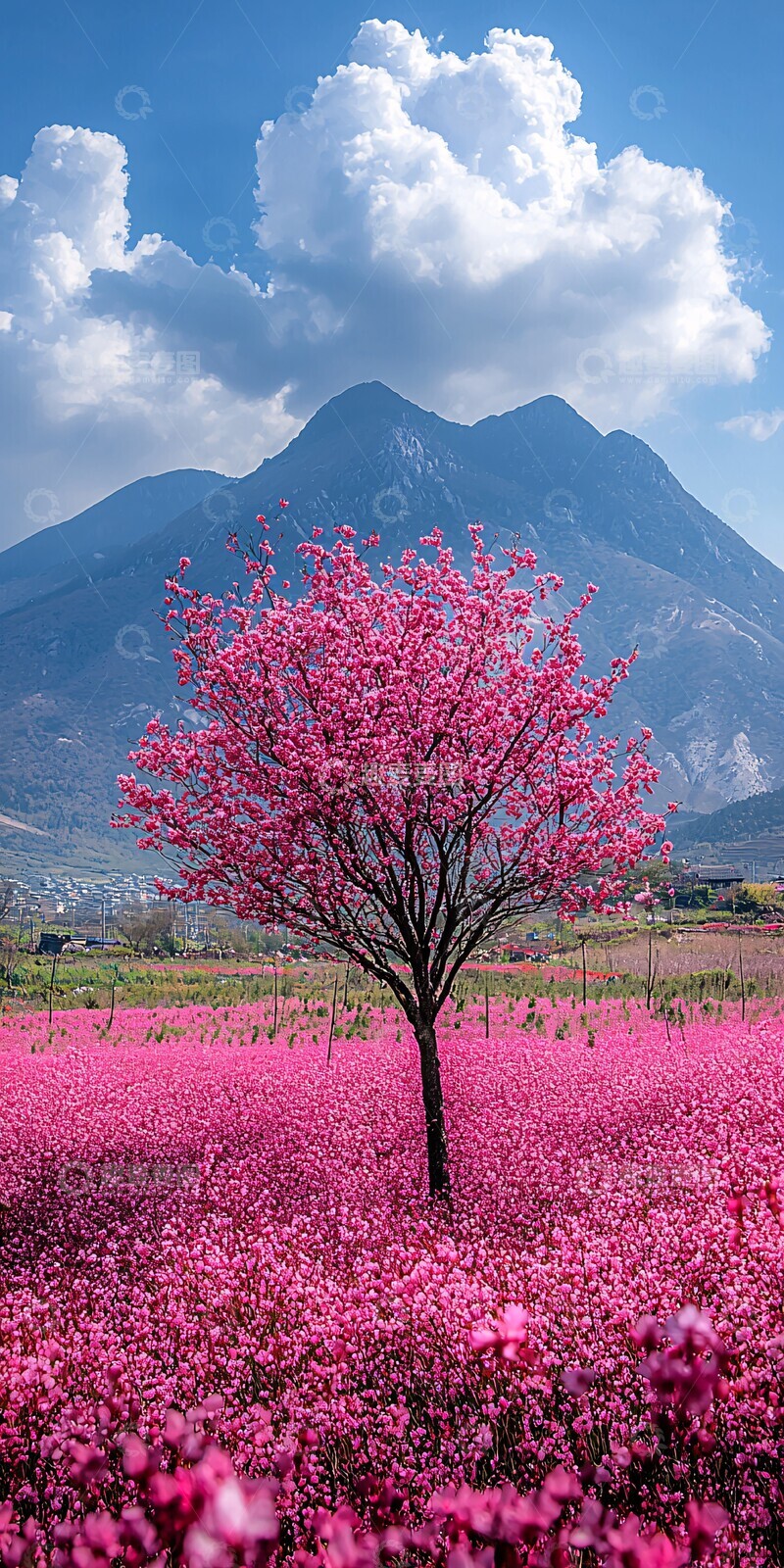 高清大图下载【趣麦麦图】山峦樱花云海1