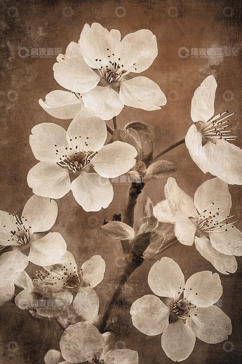 高清大图下载【趣麦麦图】樱花背景画樱花背景深褐2