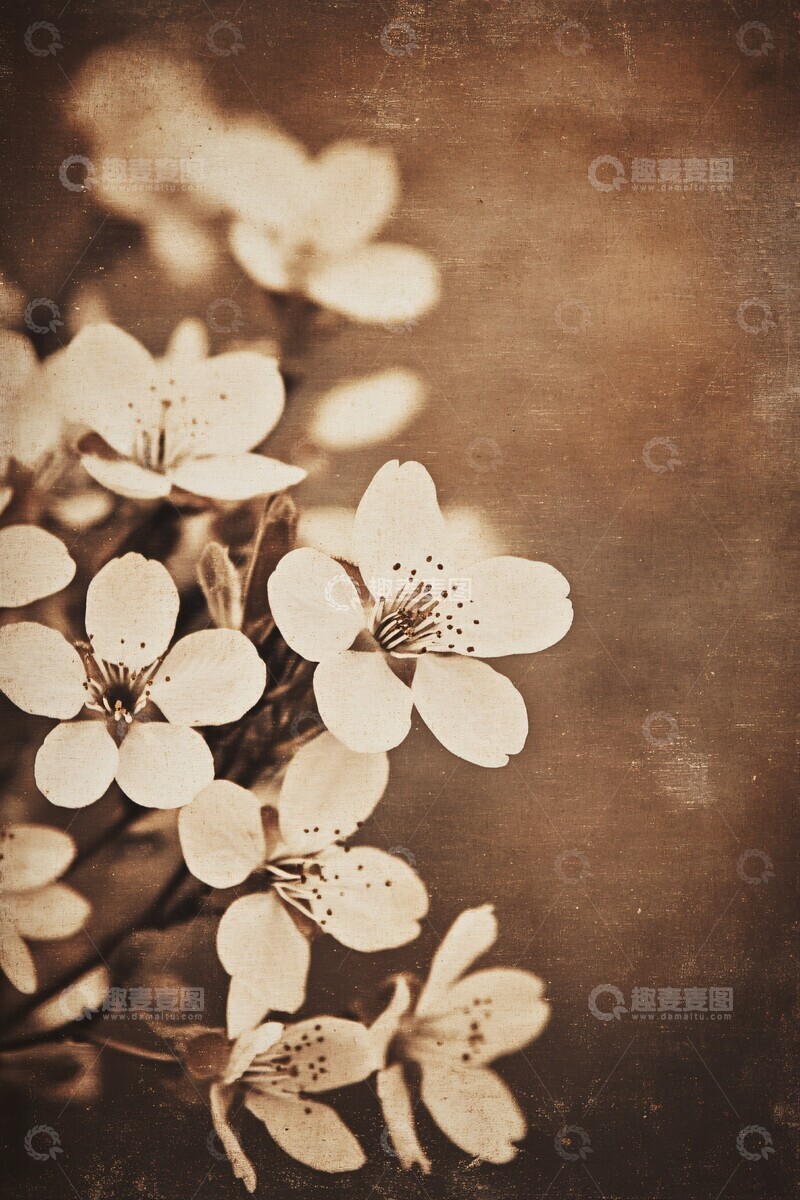 高清大图下载【趣麦麦图】樱花背景画樱花背景深褐1
