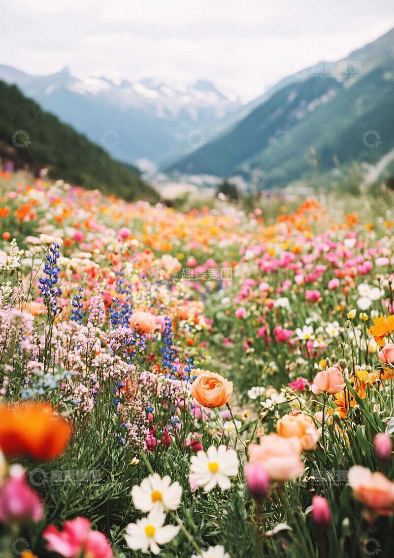 高清大图下载【趣麦麦图】野花盛开的小路1