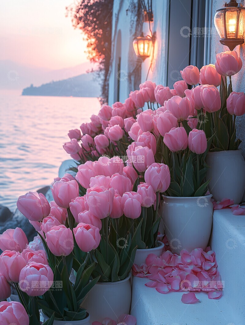 高清大图下载【趣麦麦图】粉红郁金香阶梯2