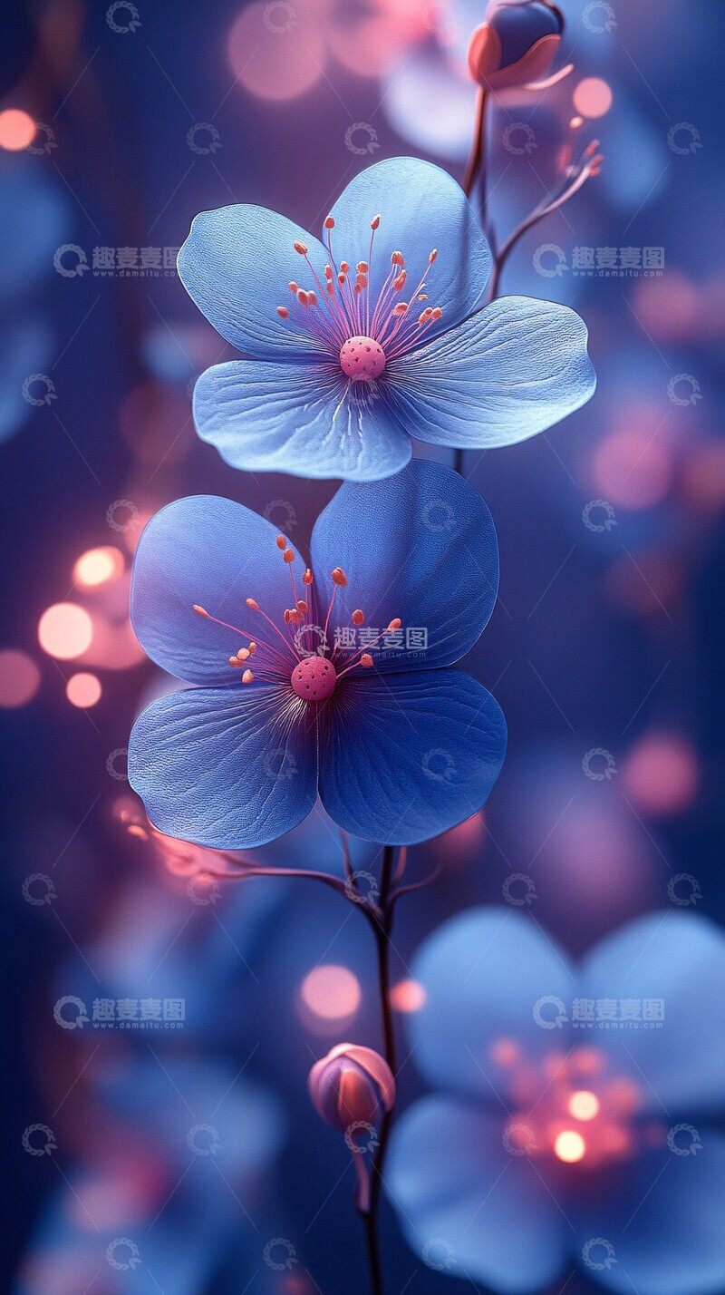 高清大图下载【趣麦麦图】蓝色花朵紫背景1