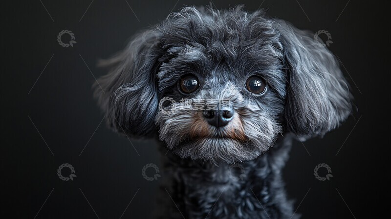 高清大图下载【趣麦麦图】灰色玩具贵宾犬1
