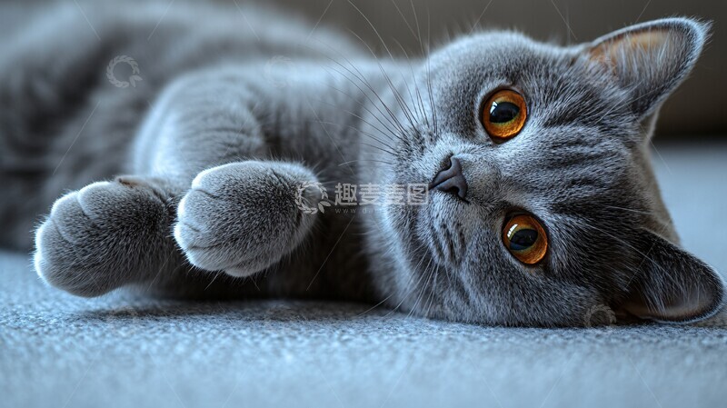 高清大图下载【趣麦麦图】灰猫翻滚玩耍2