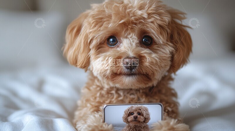 高清大图下载【趣麦麦图】白底贵宾犬证件照