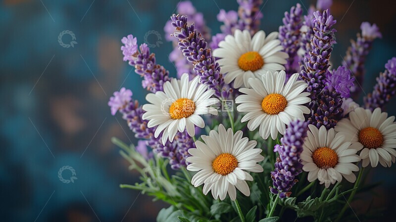 高清大图下载【趣麦麦图】白菊与薰衣草花束1