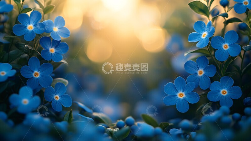 高清大图下载【趣麦麦图】长春花边框设计2