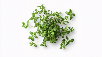 绿色植物特写148