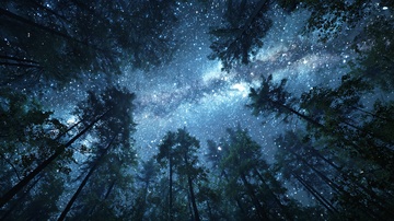 森林夜空下的璀璨星河077