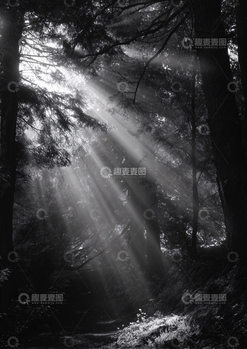 高清大图下载【趣麦麦图】-林间穿透光束的黑白景象609