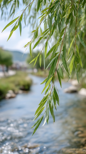 河畔垂柳景色076