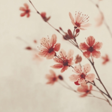绽放的粉色花枝特写588