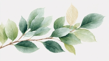 水彩风格绿色枝叶插画044