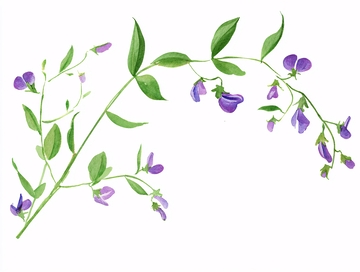 紫色花朵绿叶插画689