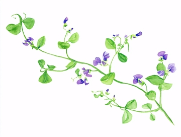 水彩绘制的紫色花朵藤蔓312