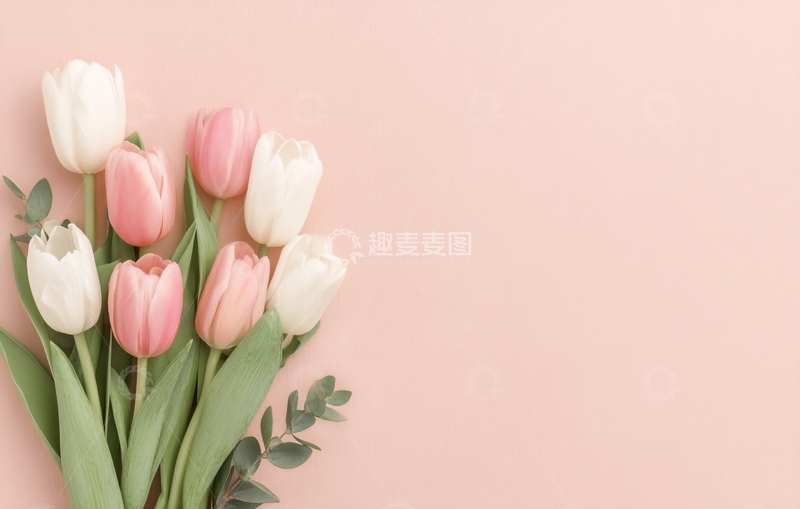 高清大图下载【趣麦麦图】-粉色背景上的郁金香花束666