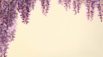 垂挂的紫色紫藤花背景图778