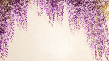 紫色紫藤花垂挂背景图044