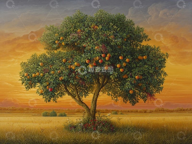 高清大图下载【趣麦麦图】夕阳下硕果累累的橘子树056