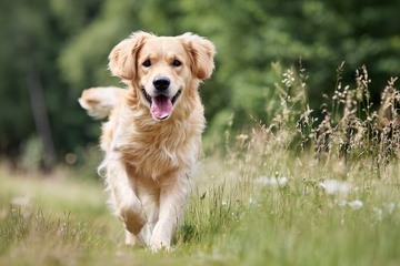 奔跑的金毛犬181