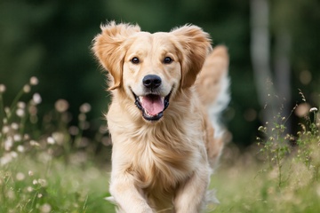 奔跑的金毛犬142