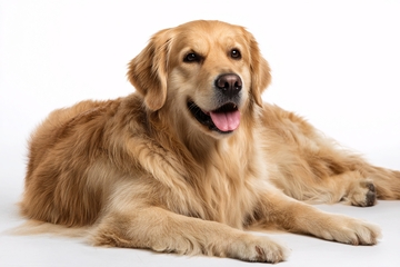 趴卧的金毛犬258