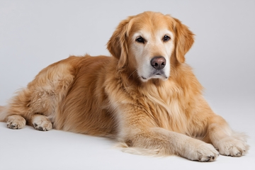 趴卧的金毛犬写真713