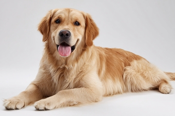 趴着的金毛犬406