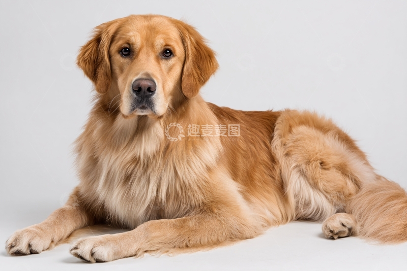 高清大图下载【趣麦麦图】趴卧的金毛犬摄影图134