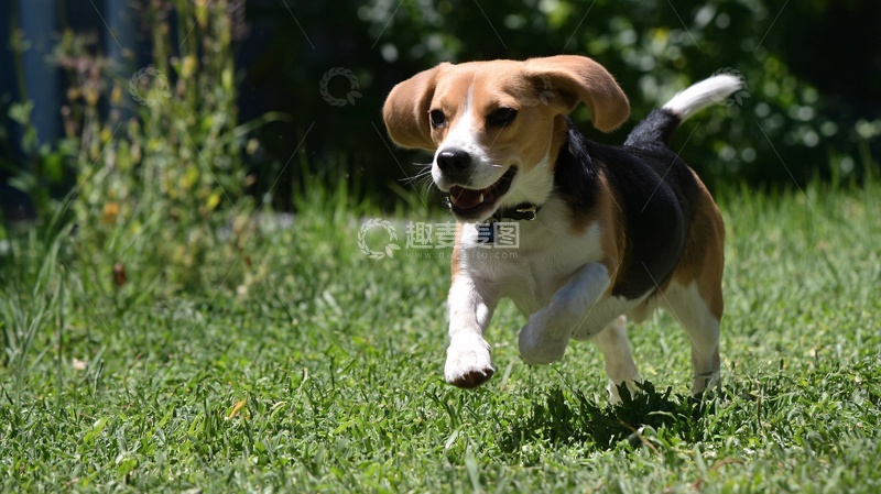 高清大图下载【趣麦麦图】奔跑的小猎犬301