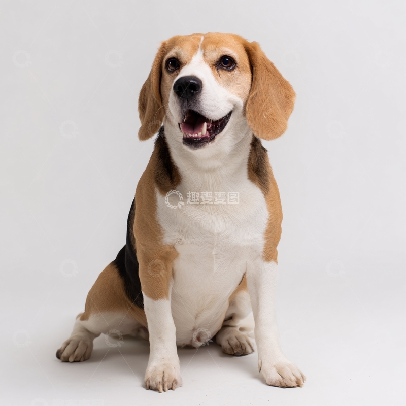 高清大图下载【趣麦麦图】可爱比格犬正面坐姿照448