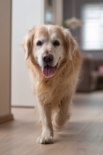 奔跑的金毛犬630