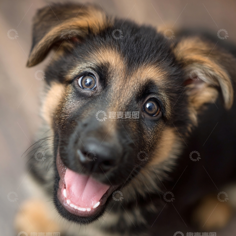 高清大图下载【趣麦麦图】可爱小德国牧羊犬萌照815
