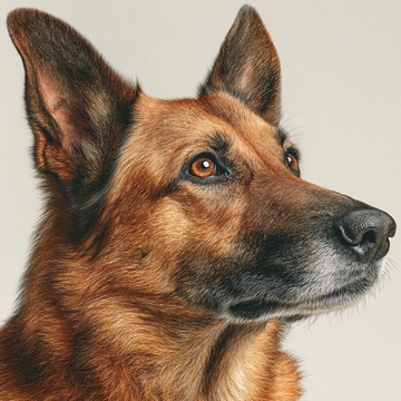 德国牧羊犬肖像268