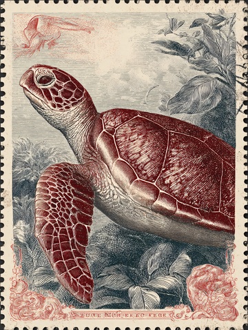 复古风海龟邮票插画275