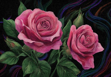 双朵粉色玫瑰插画382
