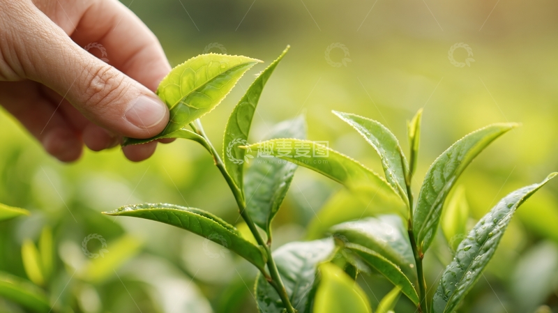 高清大图下载【趣麦麦图】手采鲜嫩茶叶画面853