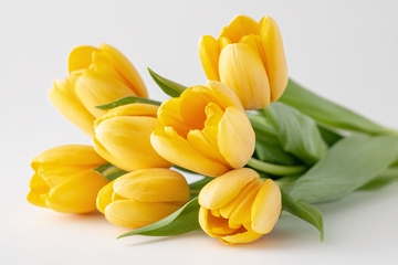 黄色郁金香花卉图727